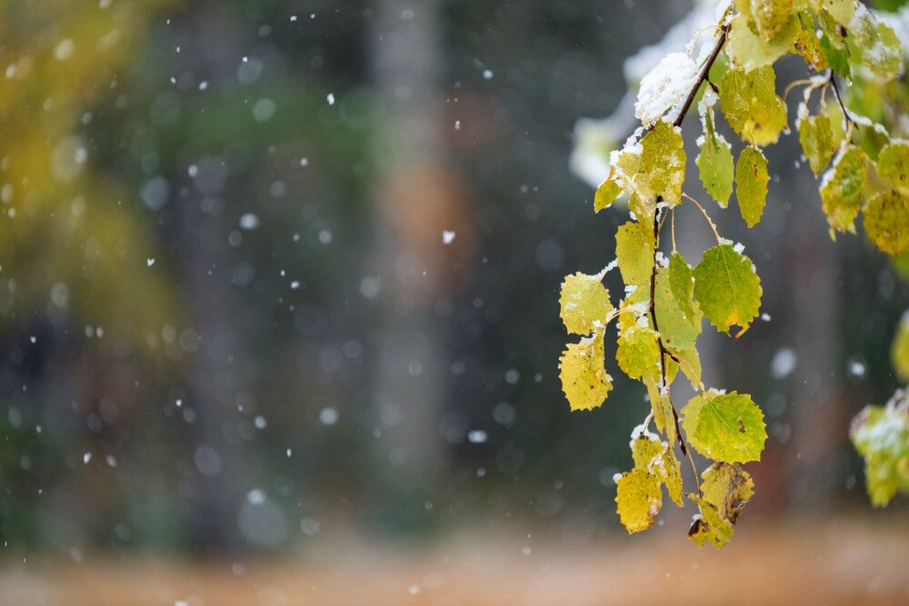 Autumn leaves of aspen tree (Populus tremula ...Erecta...) covered with snow, blurred background with snowfall