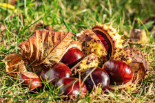 A vadgesztenye lett az év gyógynövénye