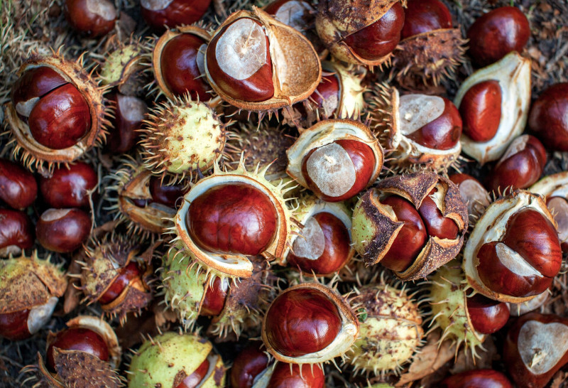 A vadgesztenye termése