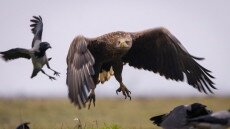 A varjak még a sasokat is elüldözik