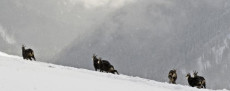 Az alpesi zerge párosodhat a tiszta tátrai zergével