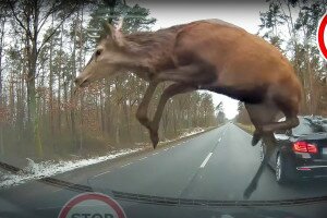 Az autó kamerája előtt vágtáztak át a szarvasok – Videó
