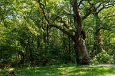 Az erdő szívét az öreg fák rejtik