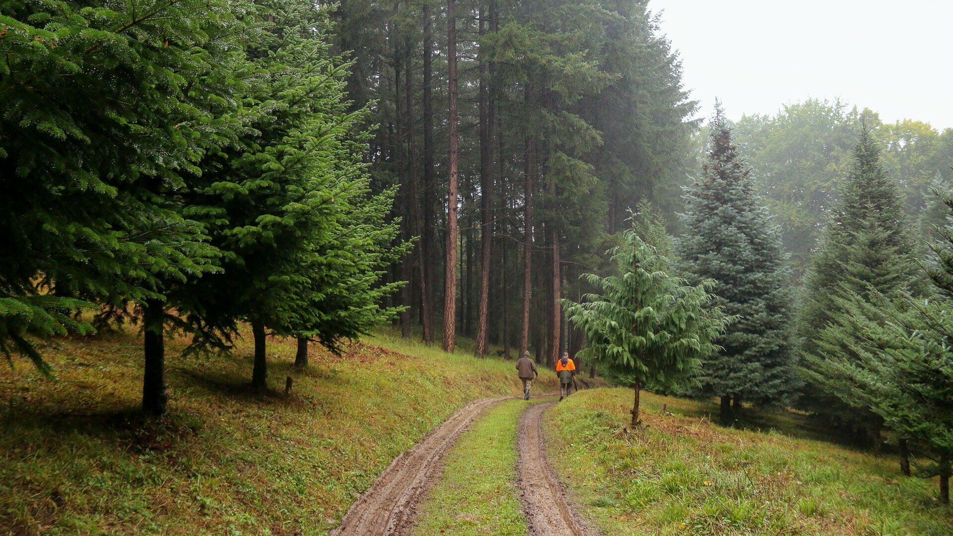 Turista Magazin - Az erdők örökzöld árnyalata