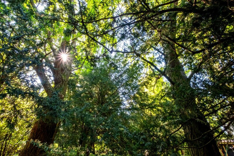 Az Erdőtelki Arborétum