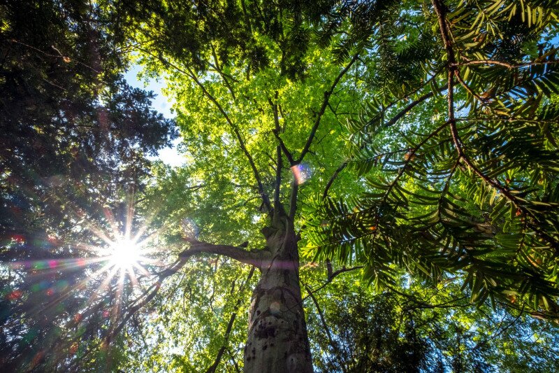 Az Erdőtelki Arborétum