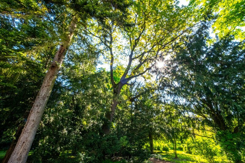 Az Erdőtelki Arborétum öregkertje