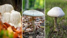 Az esős időjárás abszolút nyertesei: a gombák