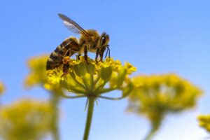 Az Európai Unió szigorítaná a méhek védelmét
