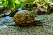 Az idegenhonos éticsigák már a kertben vannak