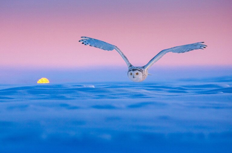 Szuper madárfotókat díjaztak