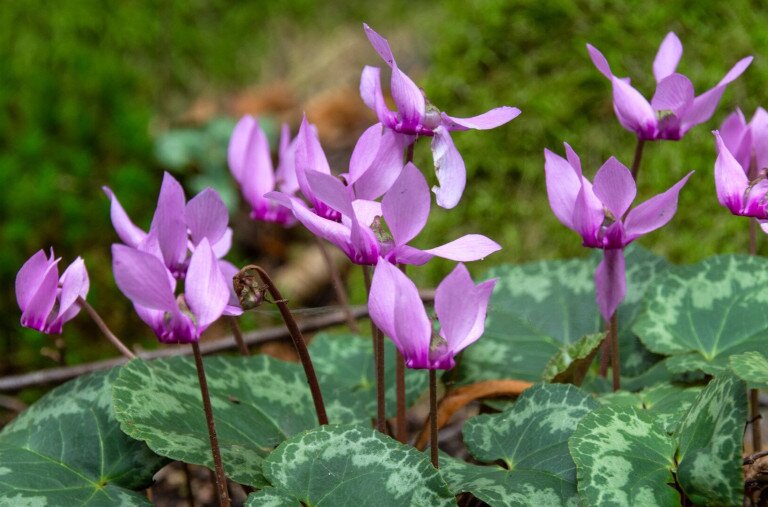 Eltévedt tavaszi virág bontott szirmot 10 fokban?