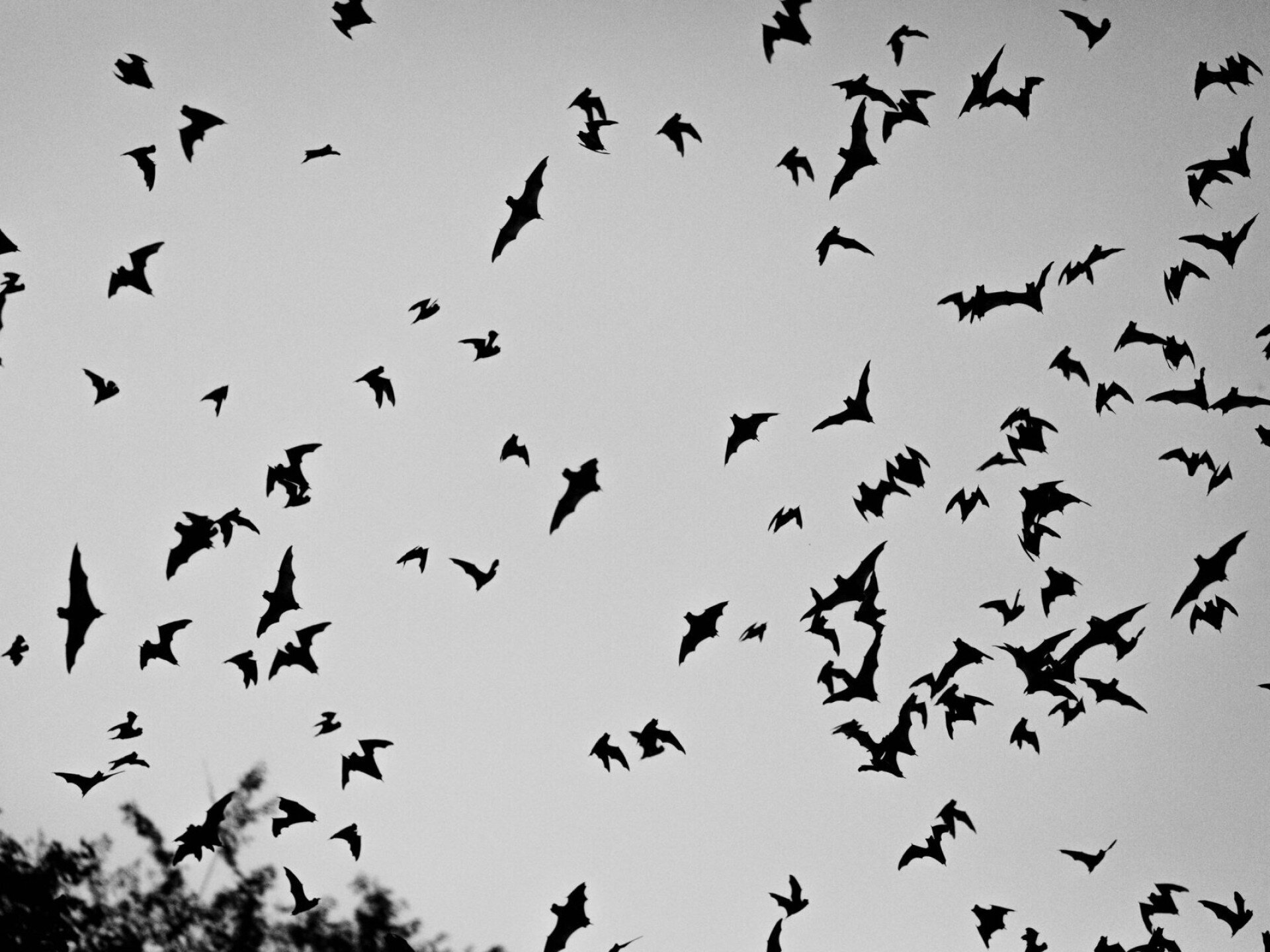 A Halloween jelképei, a denevérek: babonák és valóság