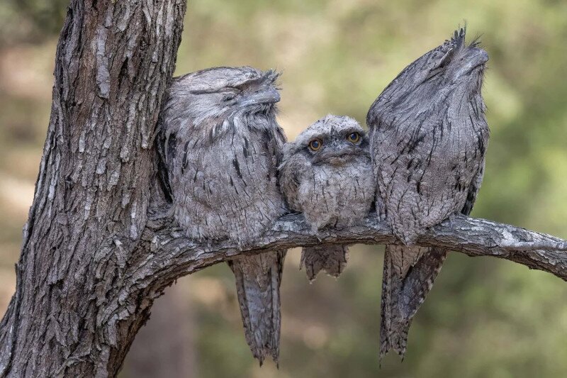 Bagolyfecskék az ágon
