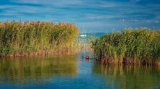 Bajban van a Balaton szupernövénye 