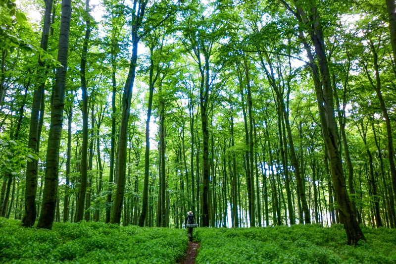 Bakonyi hangulat 2014-ből