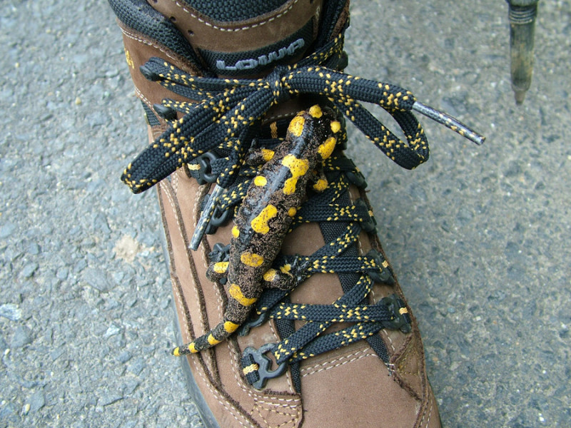 baksai_peter_-_potyautas.jpg