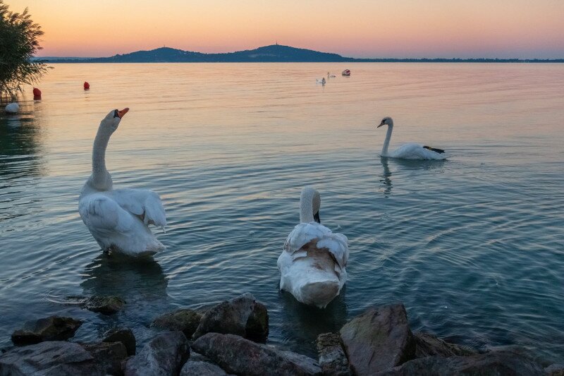 Balaton hattyúkkal
