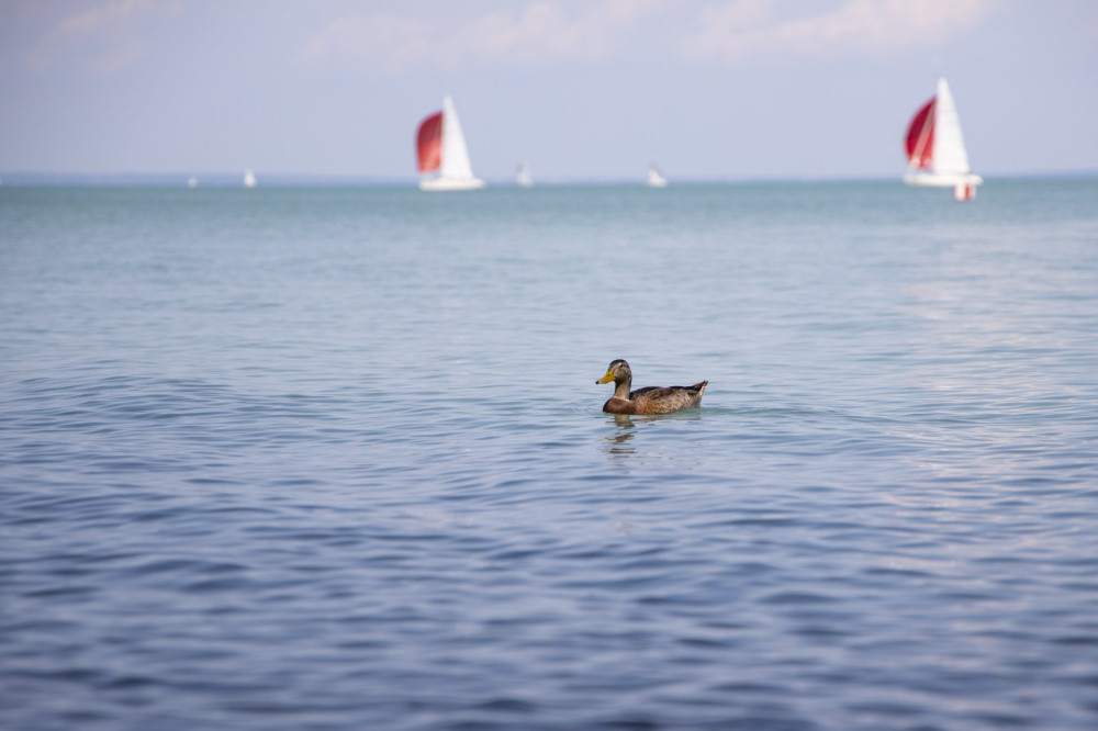 Balaton vize_FOTO_Francz Ilona