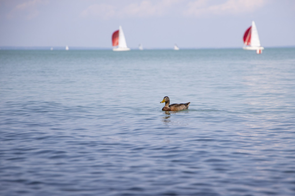 Balaton vize_FOTO_Francz Ilona