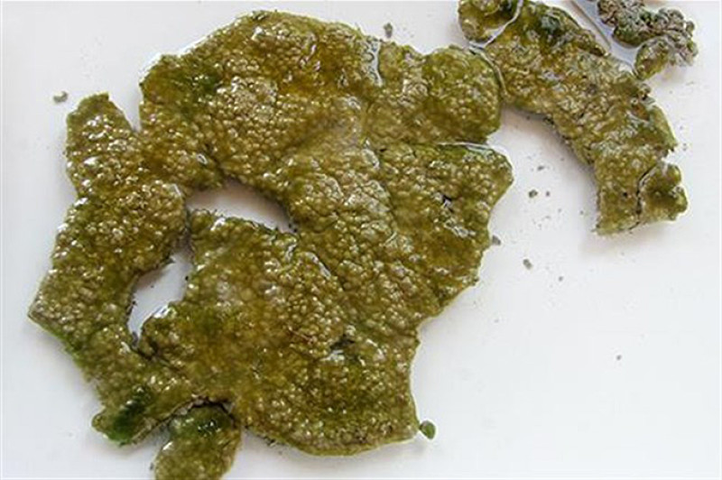 balatoni-algagyep_650x433_.jpg