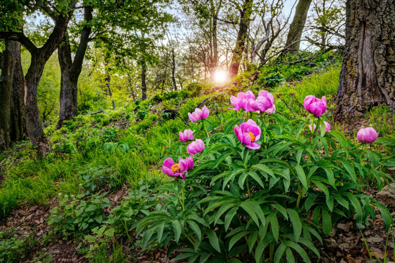 Bánáti bazsarózsa a Mecsekben
