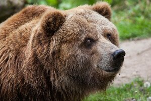 Barna medvét kaptak lencsevégre Nógrádban