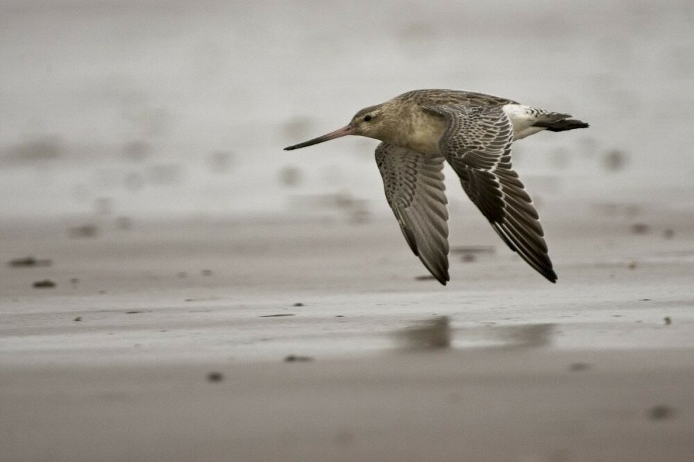 Bar-tailed Godwit (Limosa lapponica) flying low over a Norfolk beach, England, UK.
