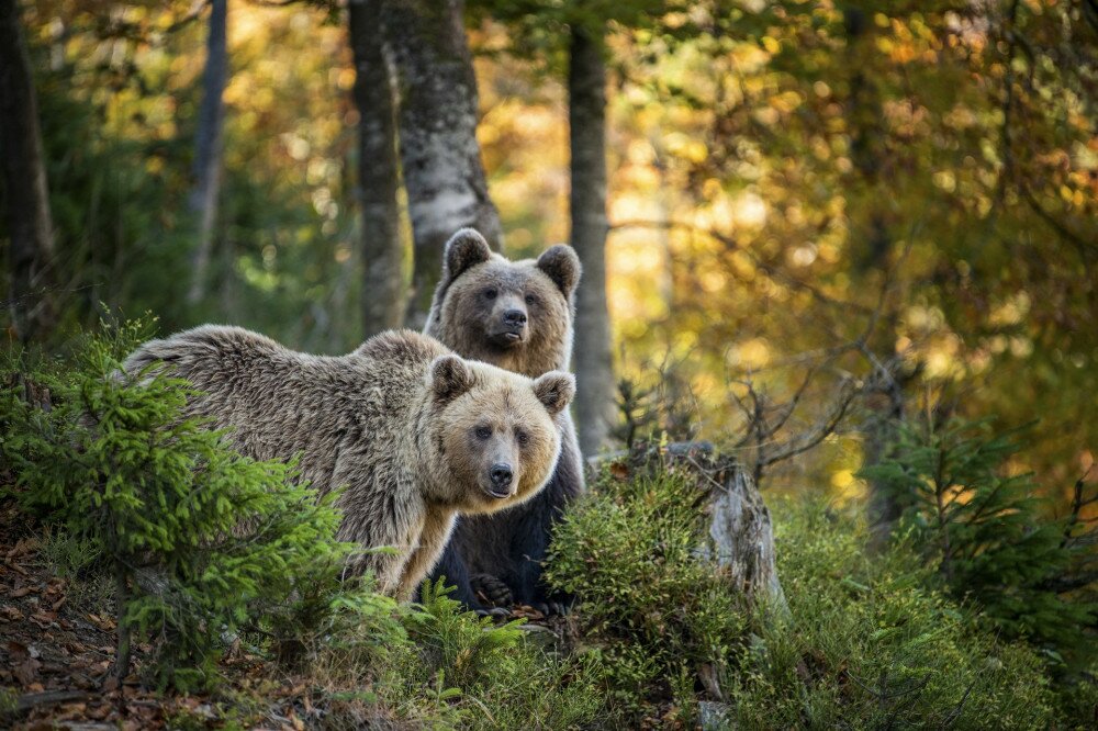 Bear in yellow forest. Autumn trees with bear, Ursus arctos, fall colours