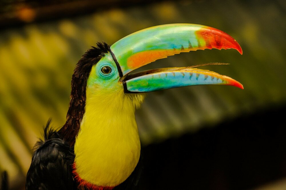 Beautiful colorful opened beak with beautiful tongue visible from the Rainbow Toucan