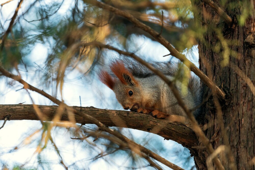 Beautiful hungry red squirrel cracking nut on tree branch in park. Wildlife concept.