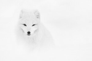 Bemutatkozik a „fehér vadon” fotósa: Kércz Tibor 