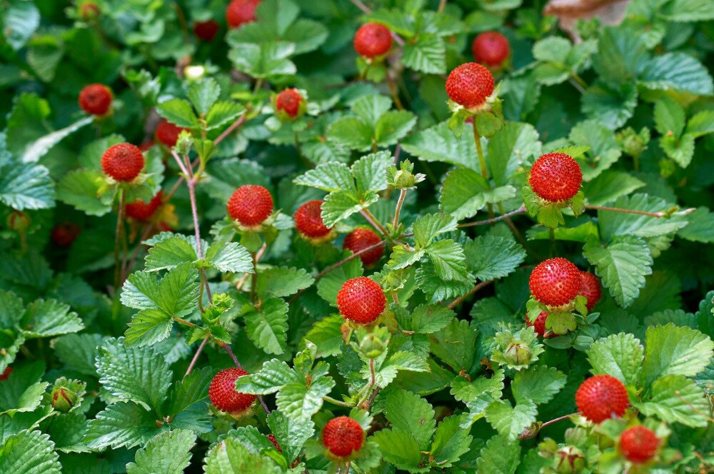 berry of Indian strawberry in the field