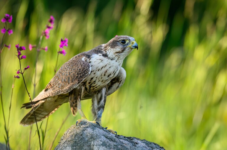 Meglőttek egy kerecsensólymot a Hortobágyon
