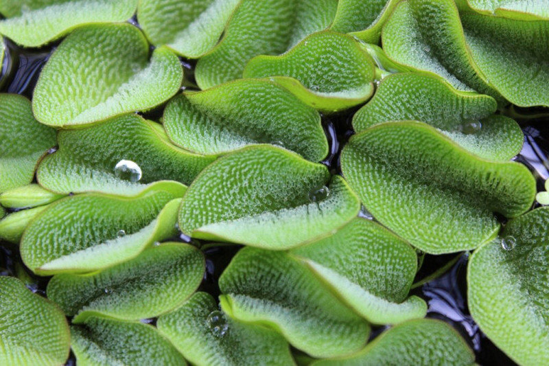 Bild_von_Salvinia_molesta