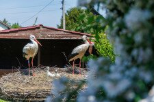 BirdMania: „Nálunk még a zoknis fiókban is van állat”