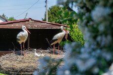 BirdMania: „Nálunk még a zoknis fiókban is van állat”