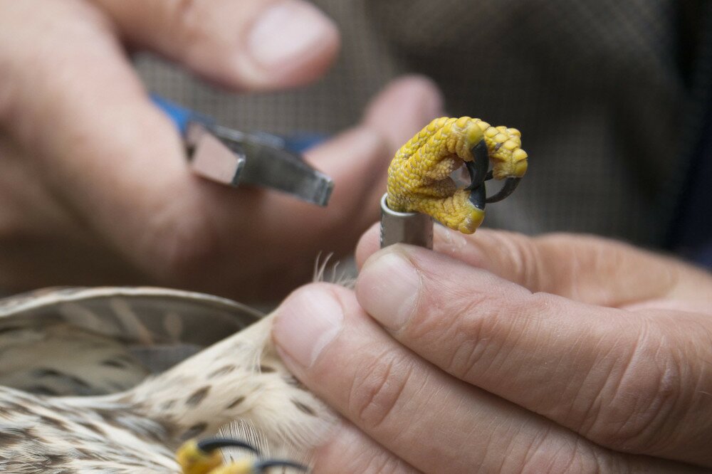 bird ringing - common kestrel (Falco tinnunculus)