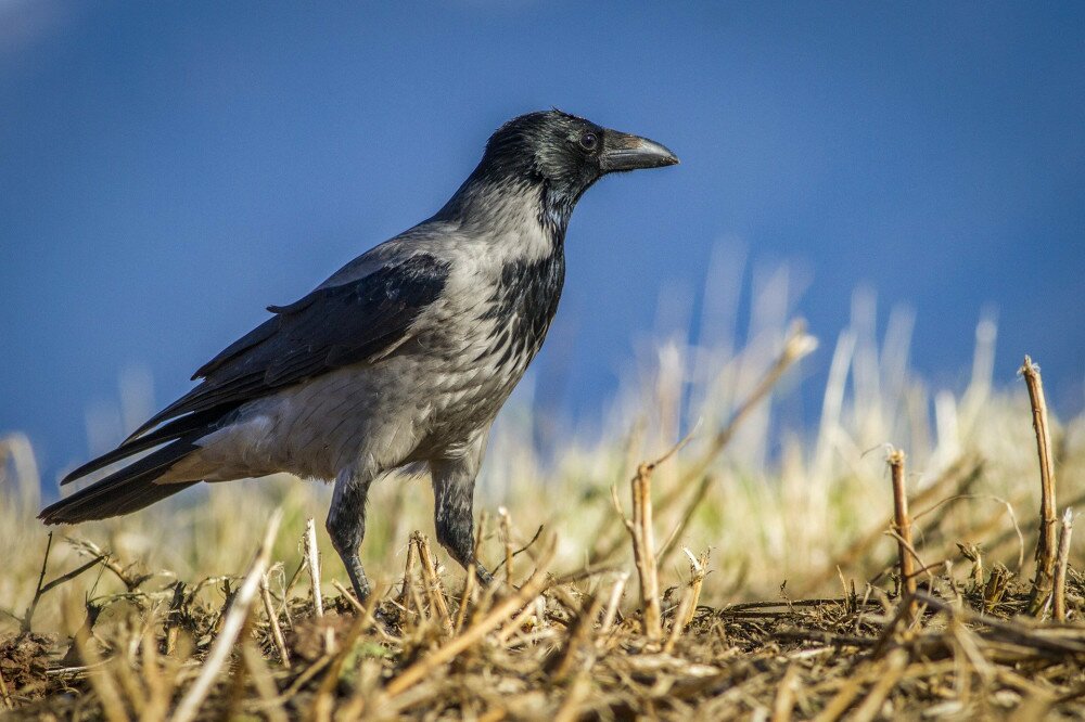 Birds - Hooded Crow (Corvus cornix).