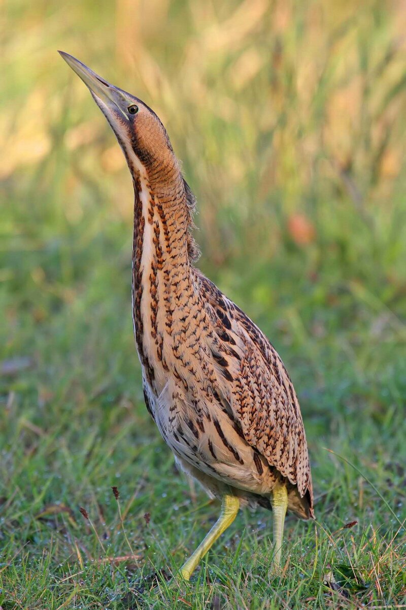 Bittern_-_Botaurus_stellaris (1)