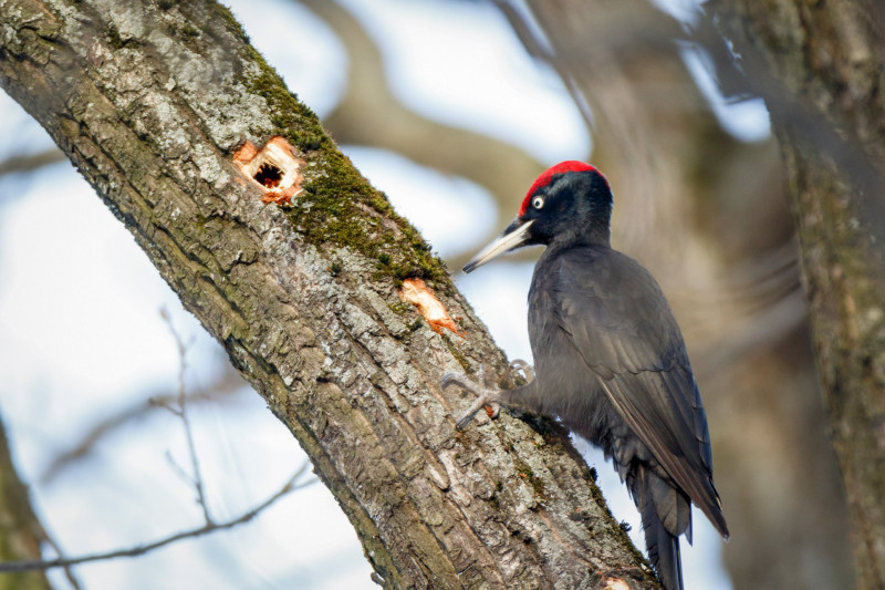 Black Woodpecker (Dryocopus martius). ............. Russia, Moscow.