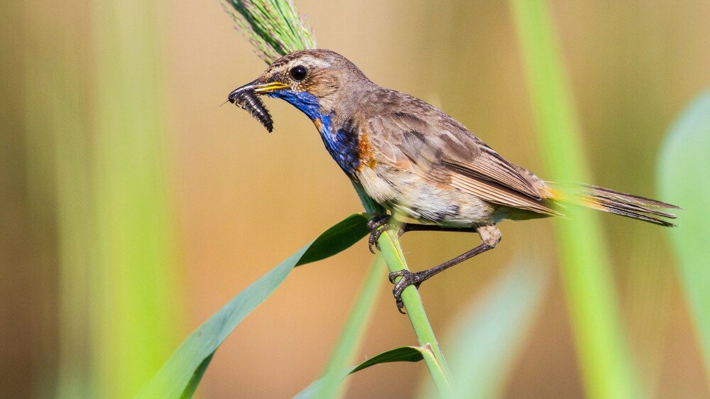 Bluethroat, luscinia svecica. The male sits on a reed and holds a beetle in its beak