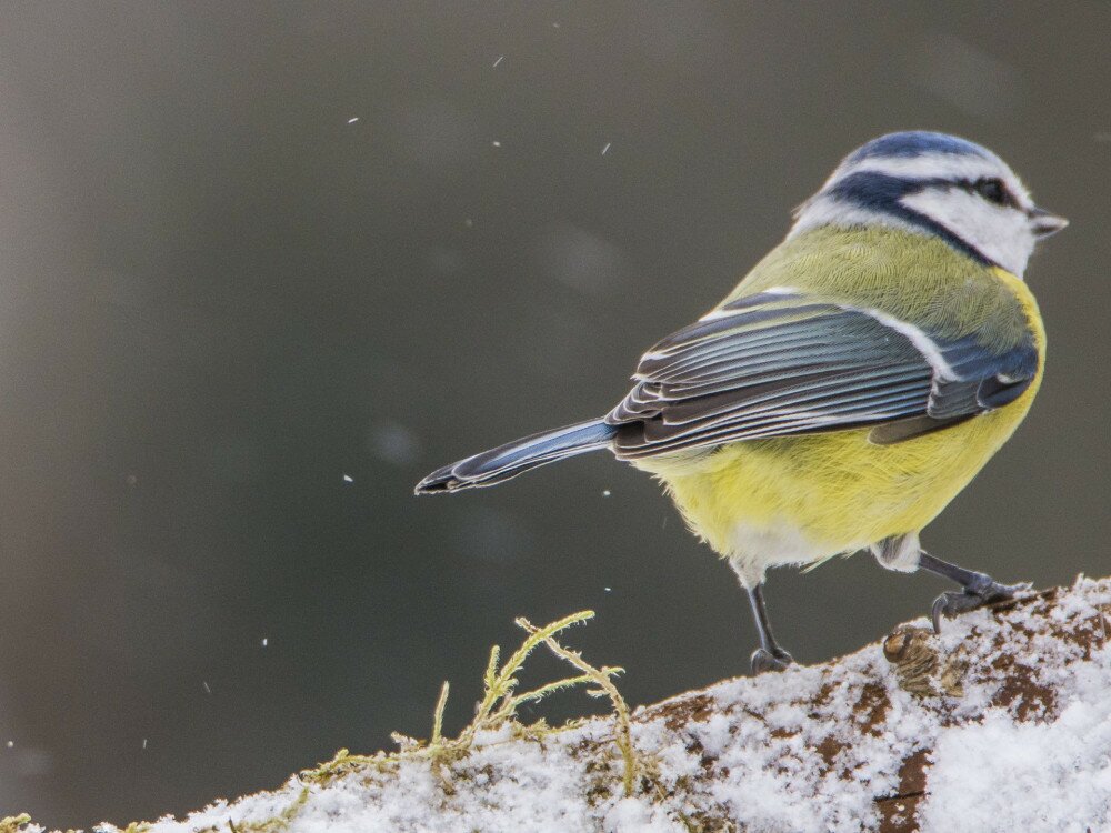 Blue Tit, Cyanistes caeruleus, on branch overgrown with moss in frost winter.