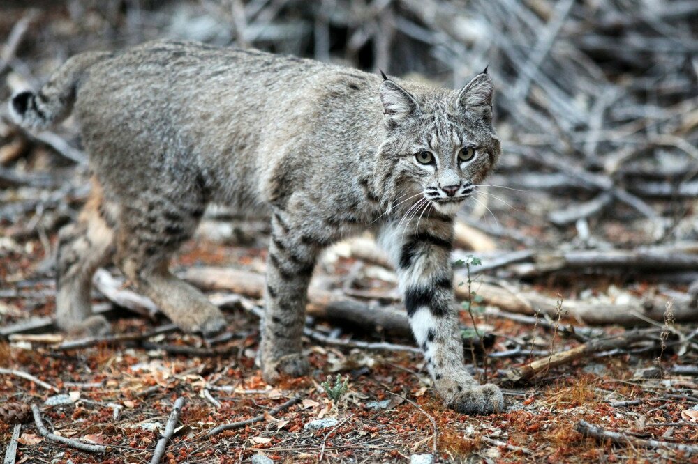 Bobcat walks by the camera and looks into the lens in this close up shot (Lynx rufus), California, Yosemite National Park. Taken 09/2013