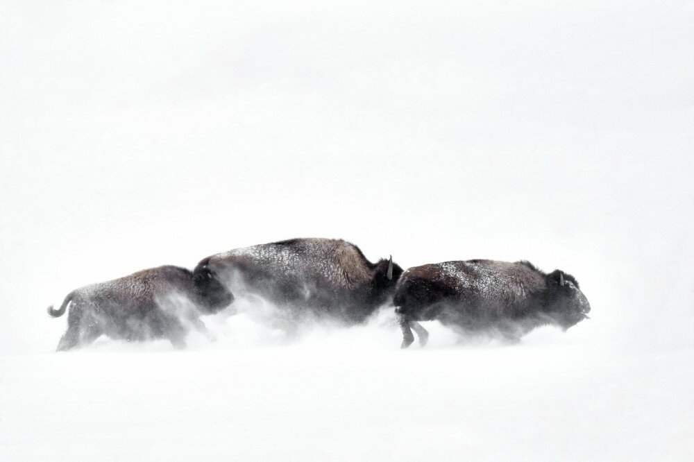 bölények Yellowstone, USA 2