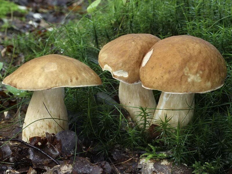 BOLETUS_AESTIVALIS_(Paulet)_Fr._(6090026927)