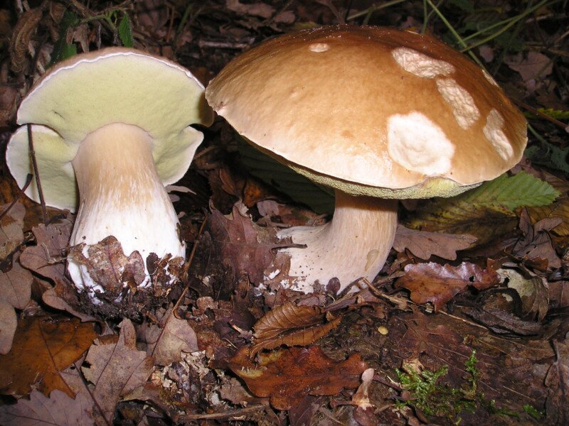 Boletus_edulis_EtgHollande_041031_091