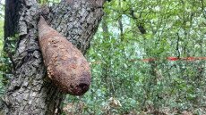Bombát találtak a túrázók Sirok mellett egy fán