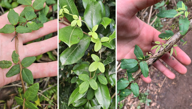 Boquila trifoliolata, azaz kaméleonnövény