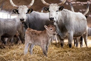 Borjak, bárányok, csikók százainak születését várják a Hortobágyon 